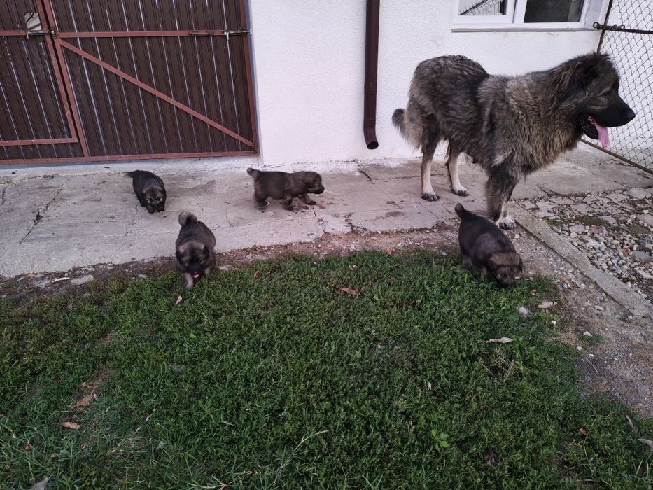 Caută o nouă casă