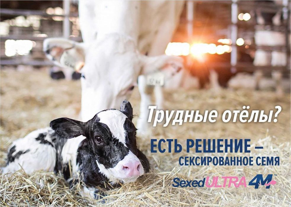 Семя для КРС Naslli qoramollar uchun urug‘lar