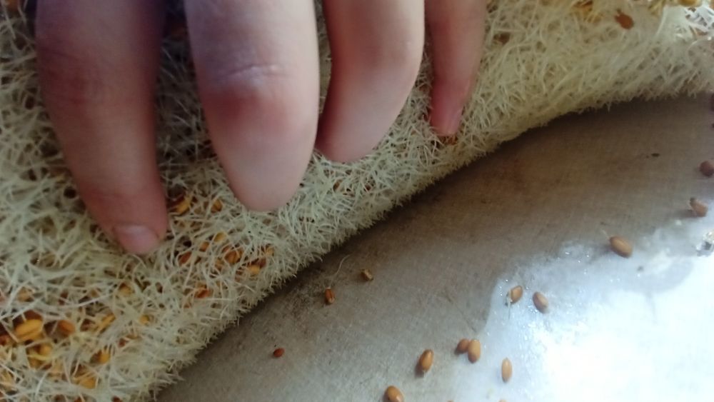 Бугдой сумалак учун