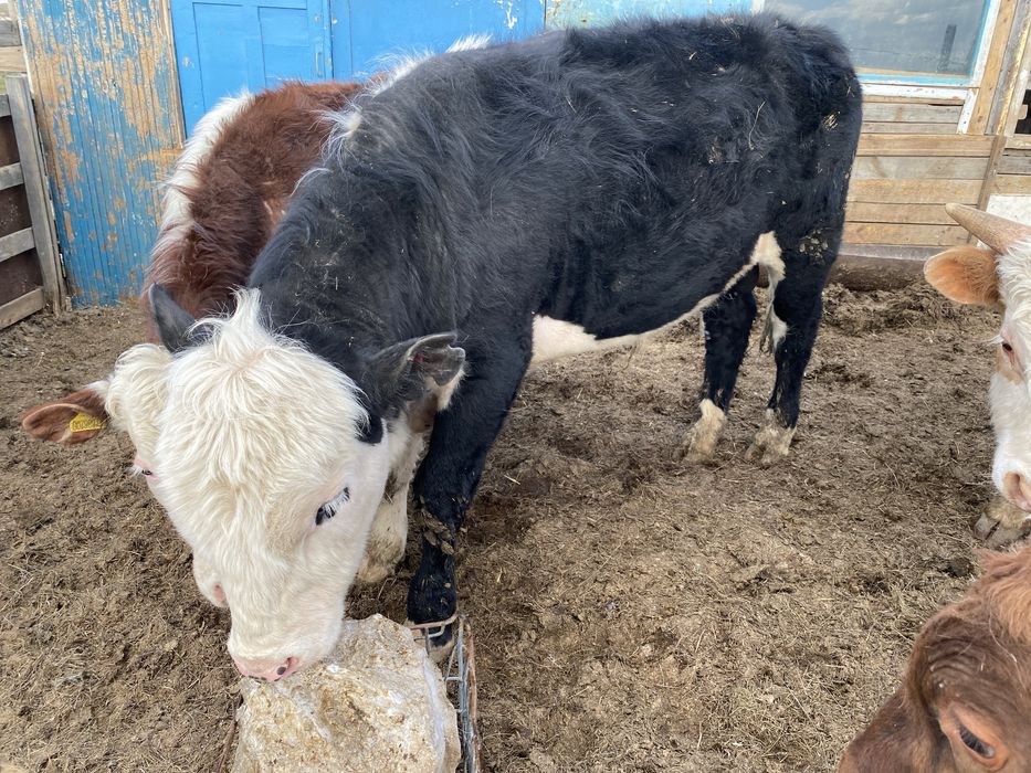 Бұқалар Бычки КРС