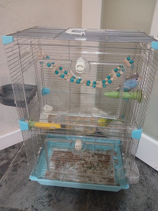 Продам  попугаев  в паре  с клеткой