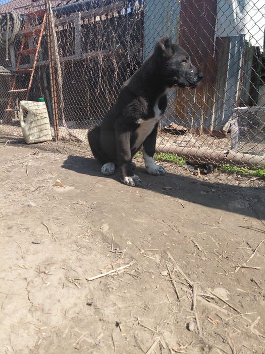 Продам алабая щенка