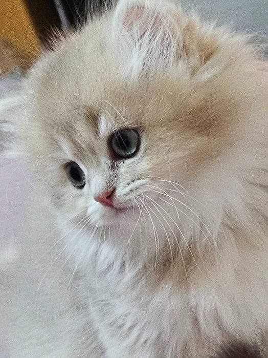 Британски котенца лилаво злато