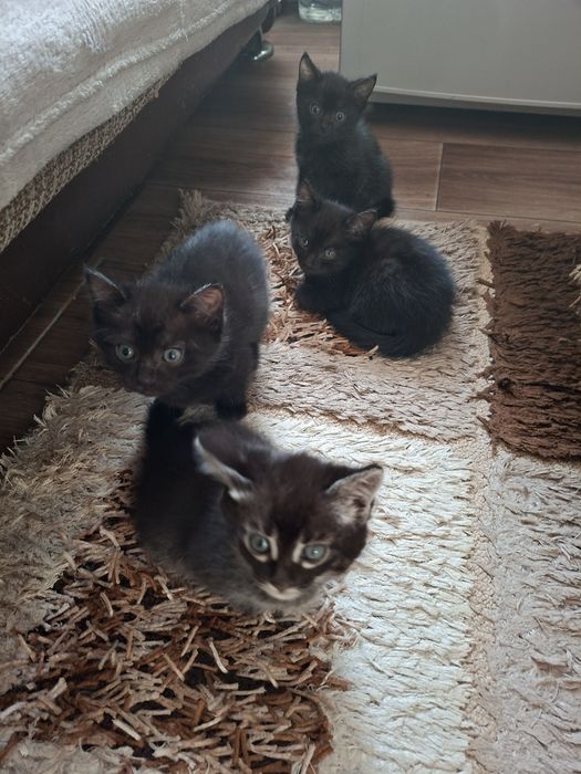 Котята ищут дом!