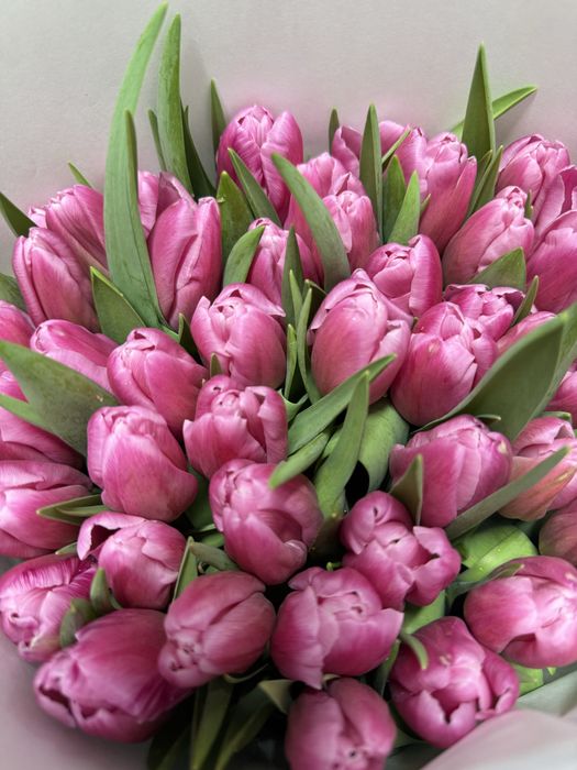 Тюльпаны оптом.