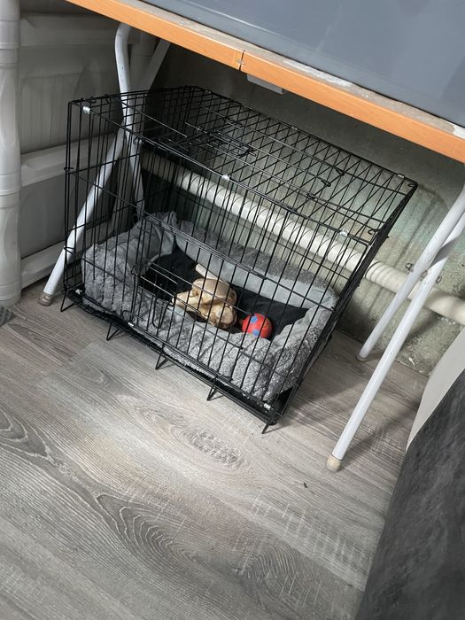 Кролик декоративный