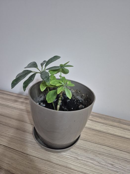 Стайни саксийни цветя