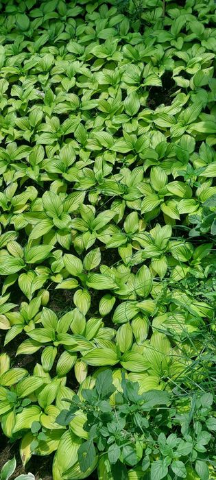 Хоста многолетний