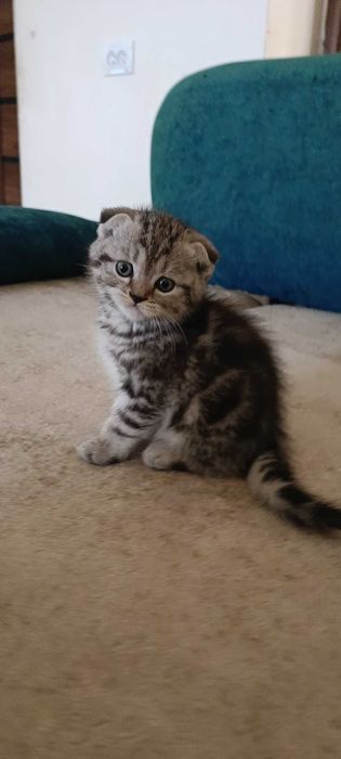 Породистые котята скотиш фолд
