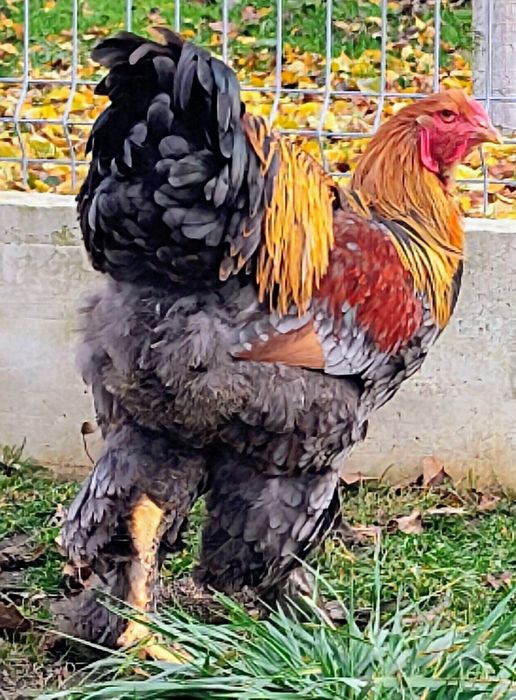 Vând cocoși Brahma Potarnichiu albastru cu benzi și Splash de BSO