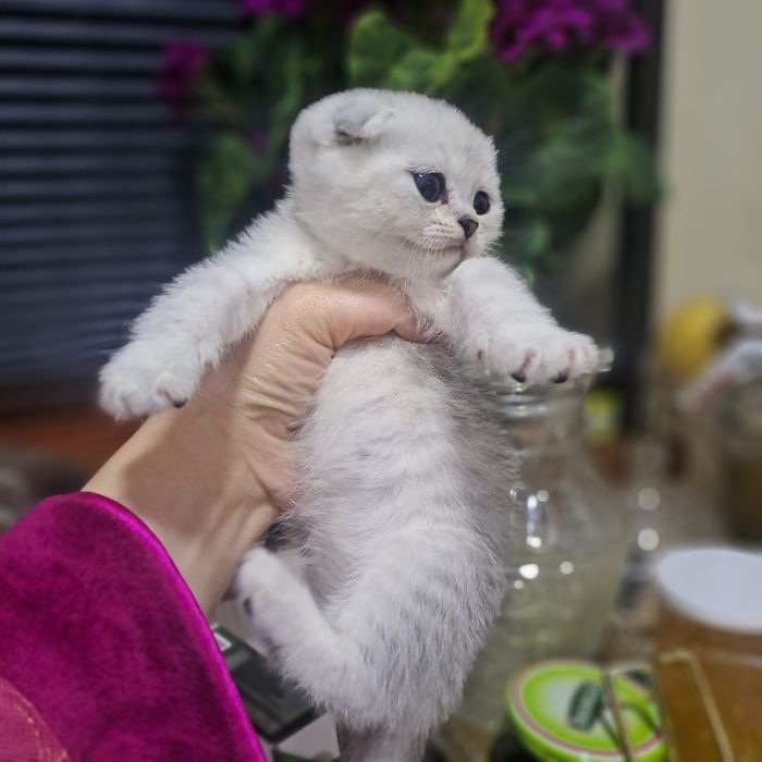 Продается котята