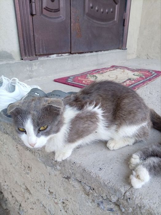 Этих двух кошек отдадим бесплатно в хорошие руки.