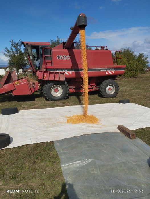 Vând porumb producție 2025, preț 1,5 lei kg