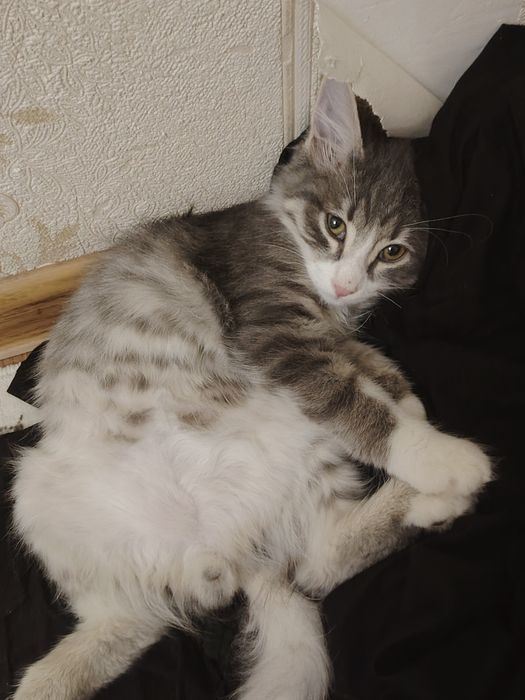 Отдам котов даром