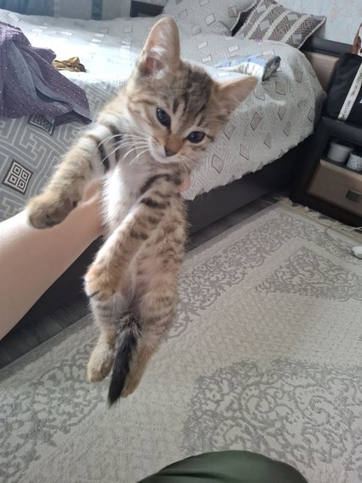 Отдам котят в хорошие руки