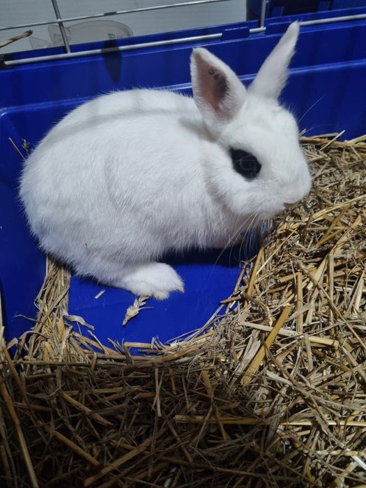 Iepure hotot pitic