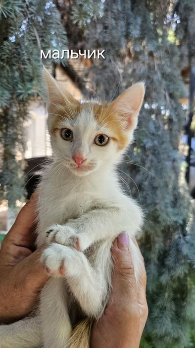 Отдам даром котят в добрые руки