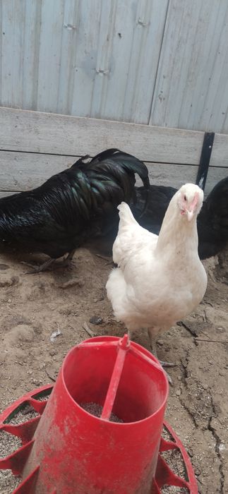 Австролорп курица и петух