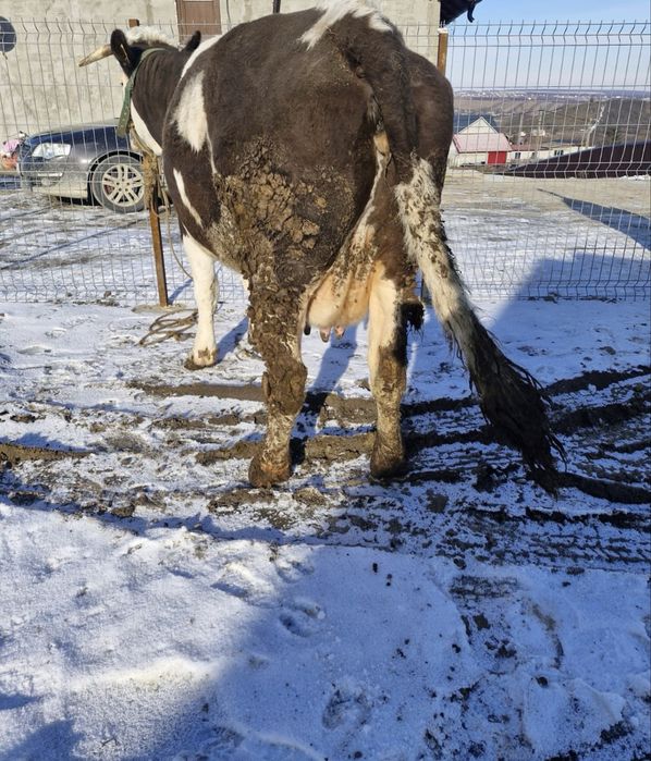 Vand vaca gestanta in 6 luni