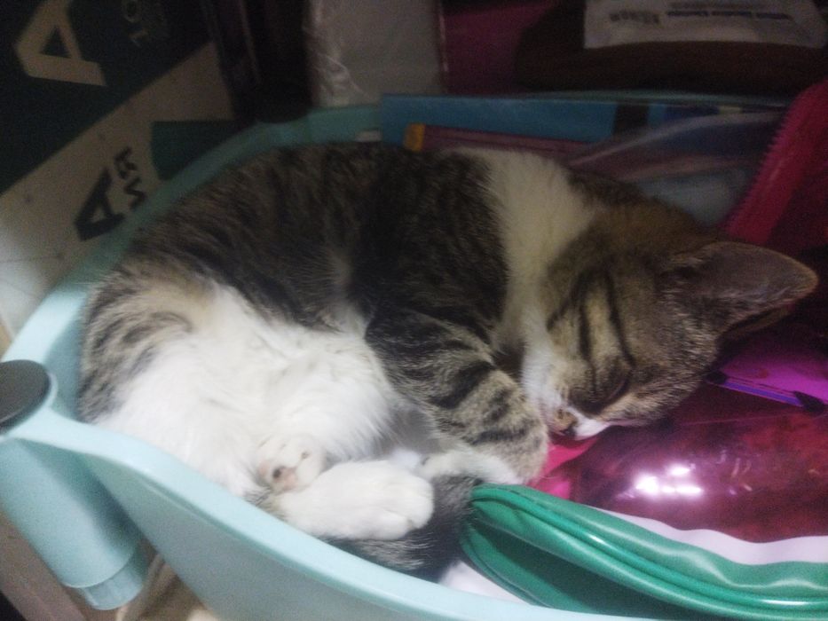 Отдам кошек только на добрые руки