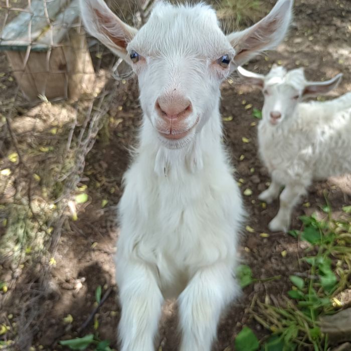 Заанен лақтар Ламанча ешкі