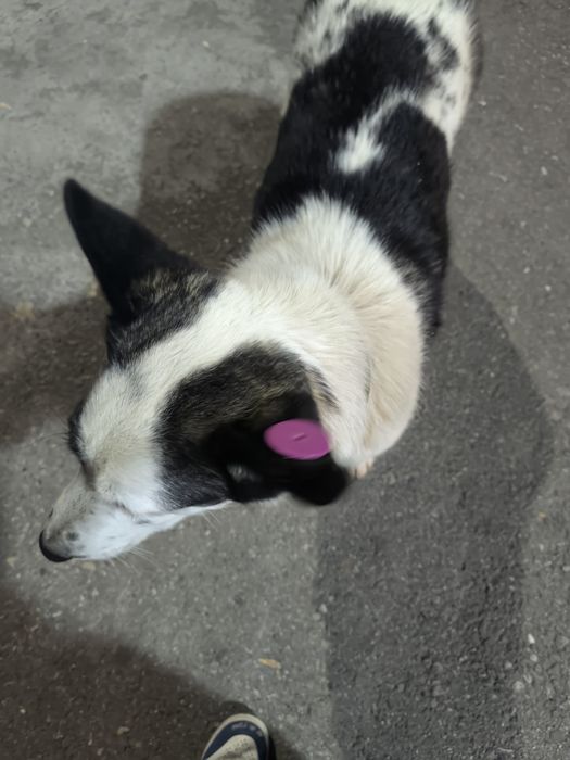 чипированая собака