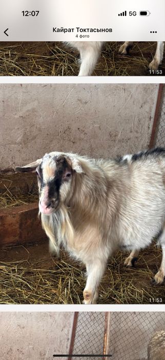 Коза альпийской породы 2 года