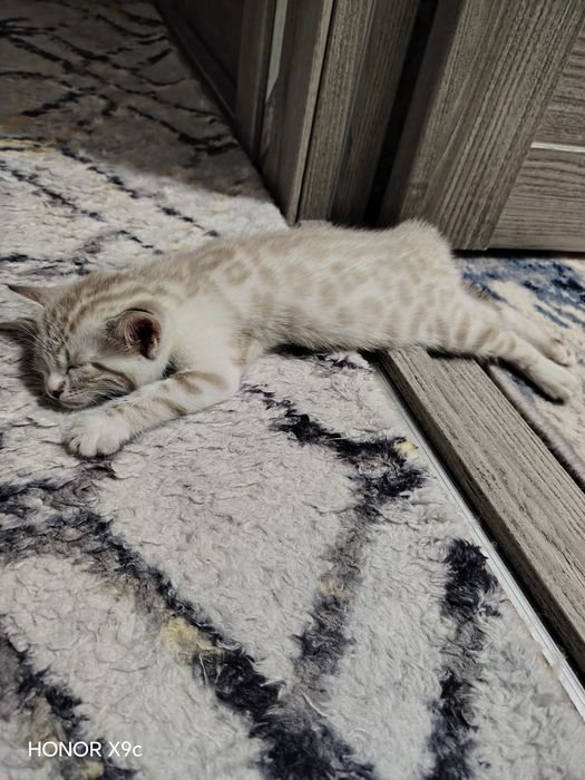 Продаётся Бенгальские Котята Новогодняя акция