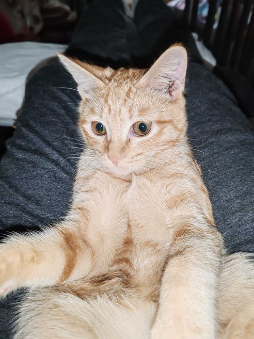 Котенок 3 мес домашний