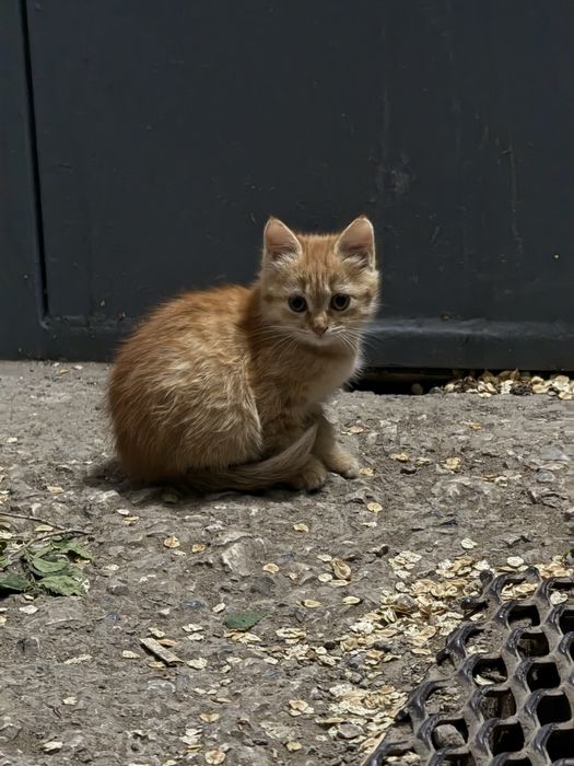 Маленький котенок