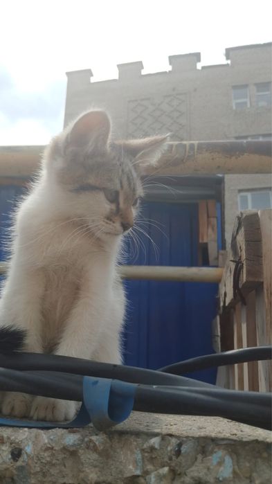 Отдам котенка мальчик 2 месяца