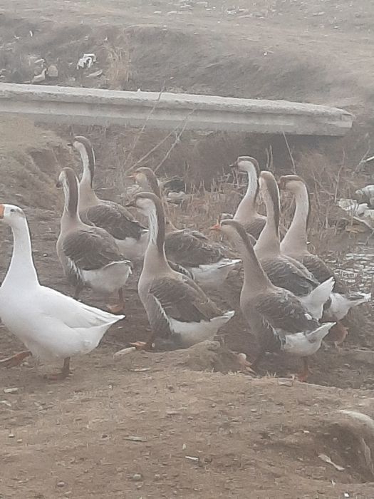 Гуси и молодняк мартовский