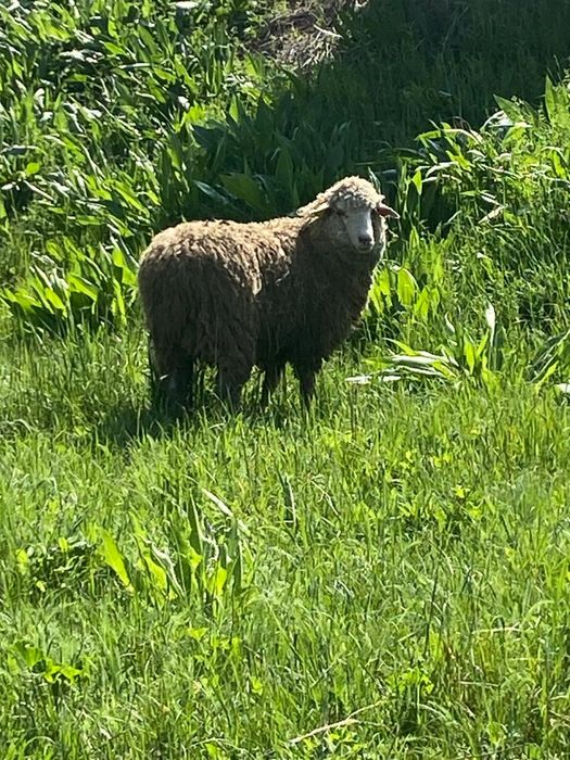 Тоқтылар сатылады