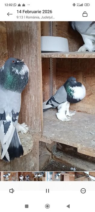 Porumbei de ornament,gusatii de pomerania