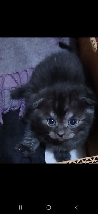 Britanskiy mushukchalar qulogʻi  yotgan 1mlndan.