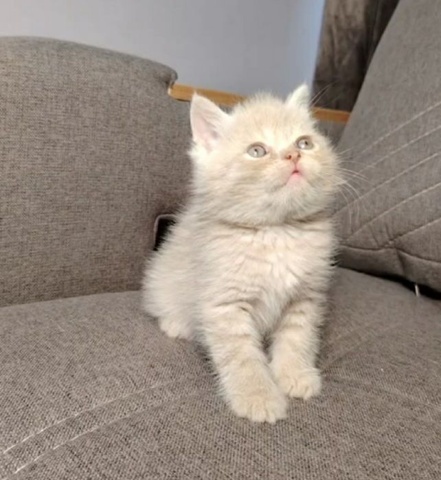 Скоттиш страйт персик мальчик