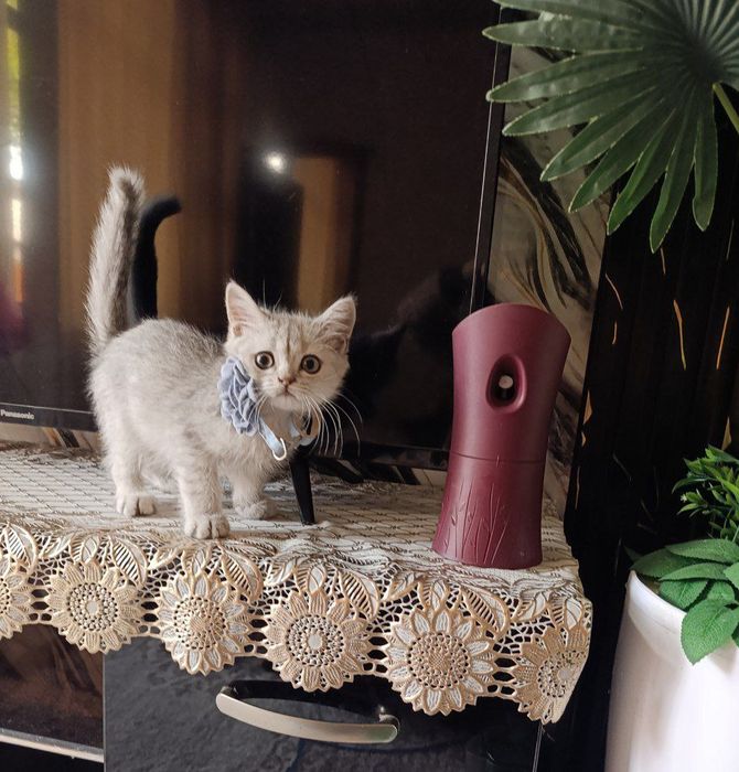 Serebristiy shinshila