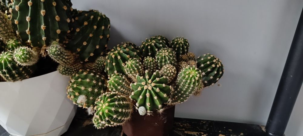 Кактуси, различни видове