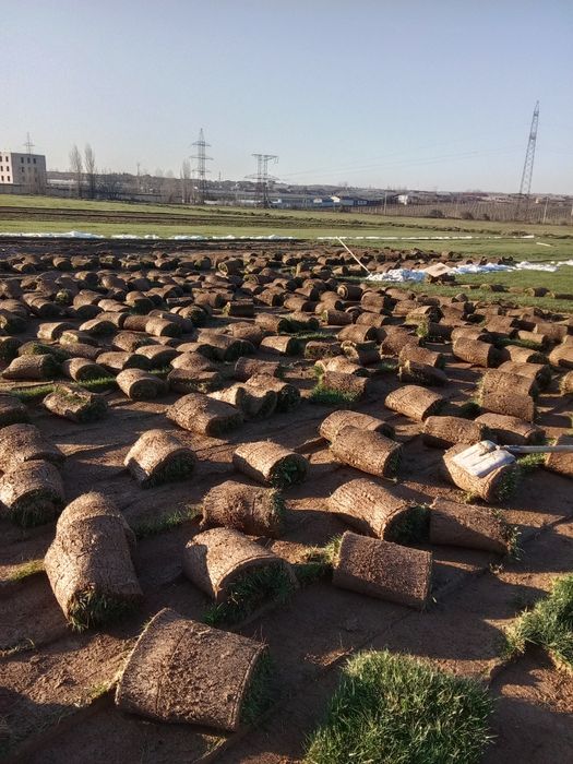 посадка газона в неограниченном количестве