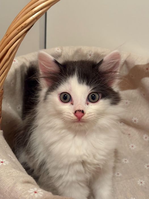 Котята ищут любящий дом