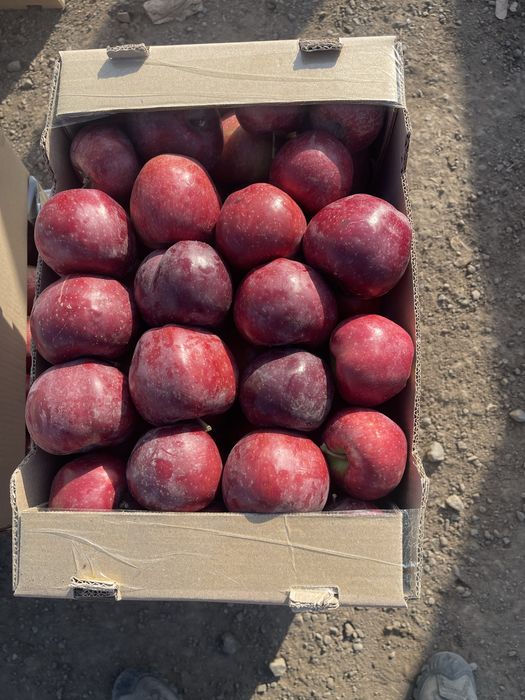 Продам землю 62 га