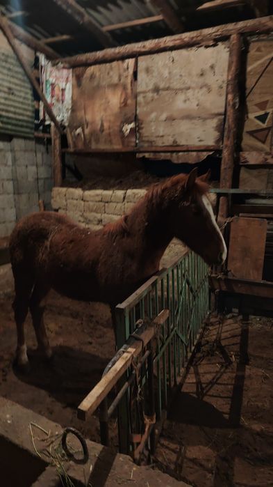 Тай майда 1 Жаска толады