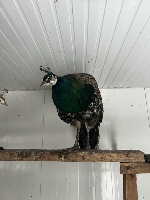 Paun standard mascul