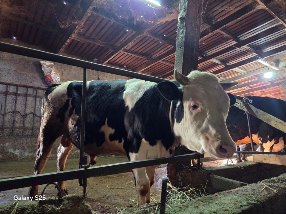 Продам племенного быка