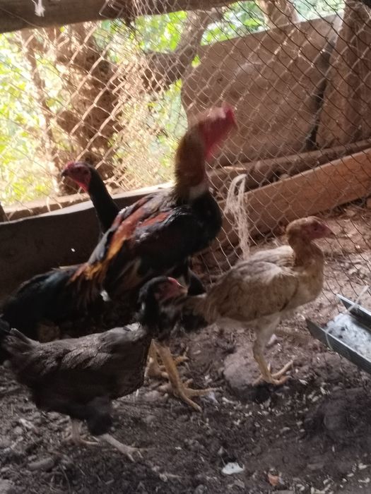 Продам куры и дакана