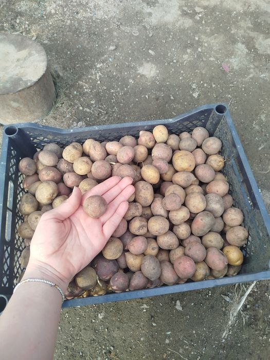 Продам семенной картофель