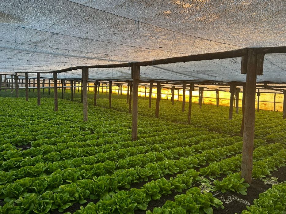 Salată verde Shangore