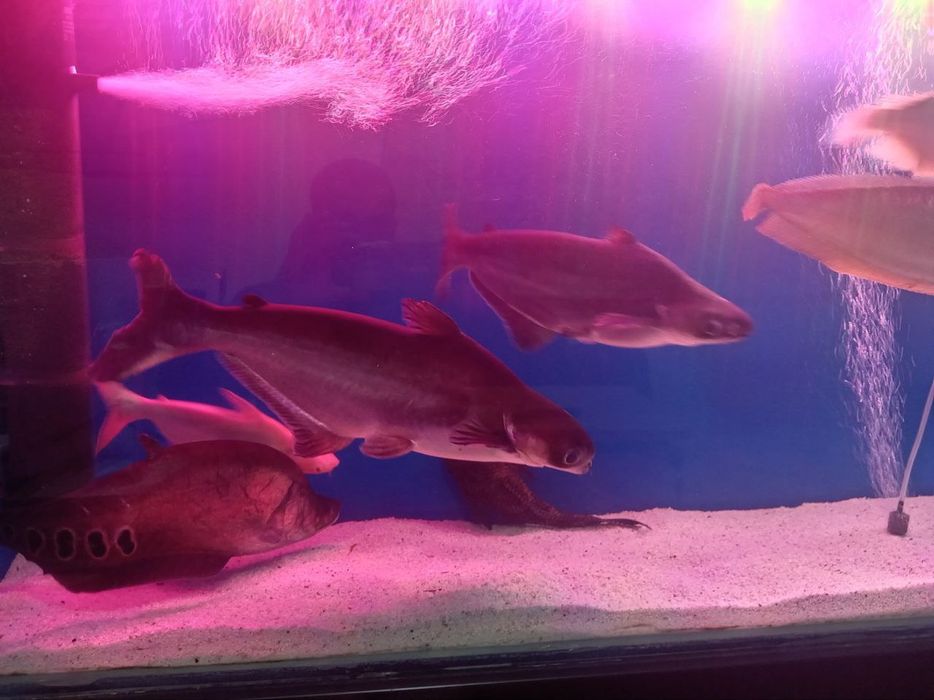 Aravana 2ta Indiski noj 2ta Akula 2ta oq akula 2ta pilisos 3ta