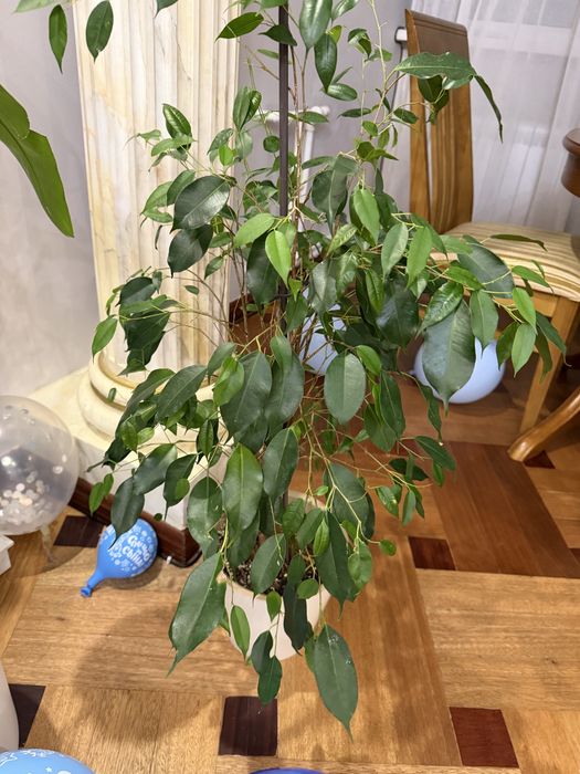 Домашние цветы в хороших грунтах