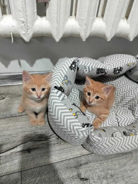 Отдам котят в хорошие руки !!!